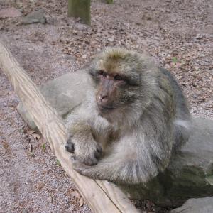 Přírodní park s makaky